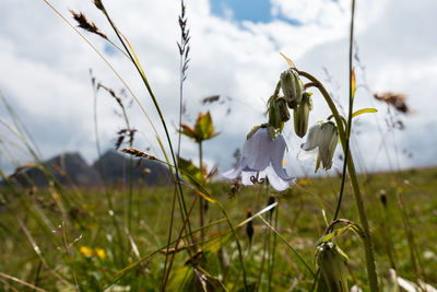 Mountain flower meadow, alpe di siusi. 