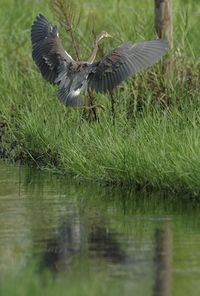 High angle view of gray heron flying over lake