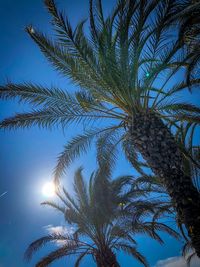 Low angle view of palm tree against clear sky