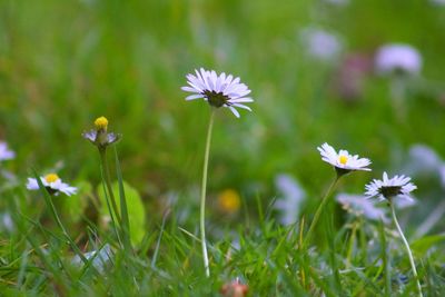 Close-up of purple flowering plant on field