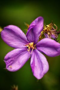 Close-up of purple flower