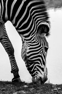 Close-up of zebra standing on grass