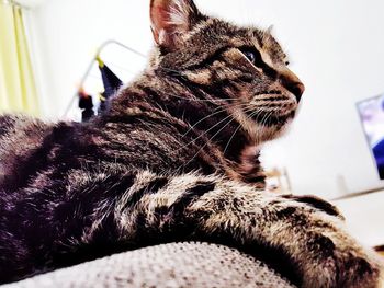 Close-up of cat relaxing
