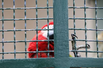 Close-up of scarlet macaw in cage at lisbon zoo