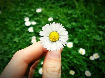 Cropped image of person holding white flower