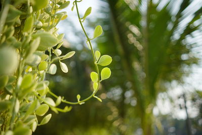 Close-up of fresh green plant