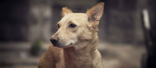 Close-up of dog looking away