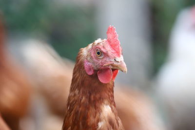 Close-up of a bird