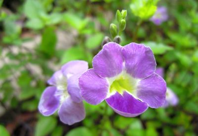 Close-up of purple flowering plant