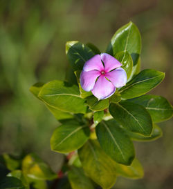 Close-up of pink flowering plant