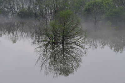 Reflection of tree in lake against sky