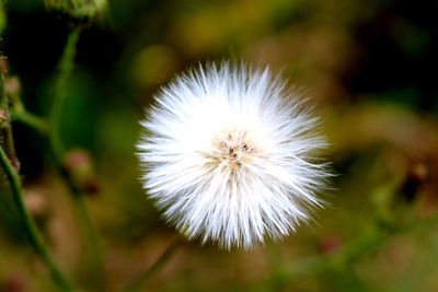 Close-up of dandelion flower