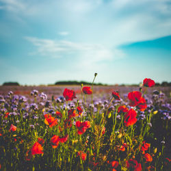 Close-up of red poppy flowers growing in field