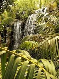 Close-up of palm trees growing in forest