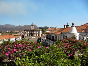 Flowering plants by building against clear sky