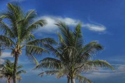 Low angle view of palm trees against blue sky