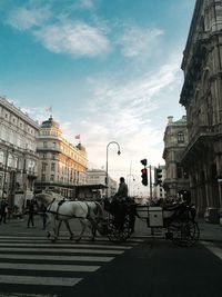 Horse cart on road in city