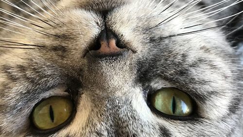 Close-up portrait of a cat