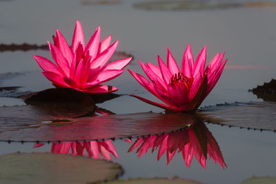 Close-up of lotus water lily in pond