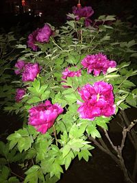 Close-up of pink flowers