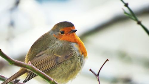 Close-up of bird perching on branch