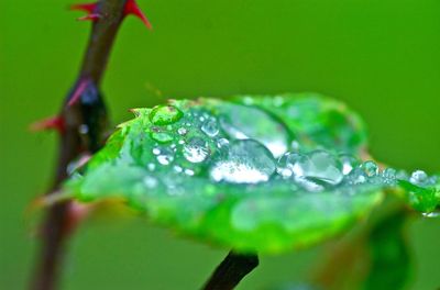 Close-up of raindrops on leaf