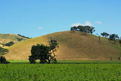 Scenic view of agricultural field against clear blue sky