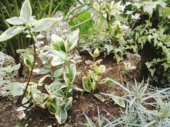 Close-up of plants growing in field