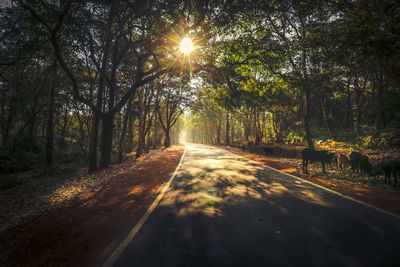 Road amidst trees in forest