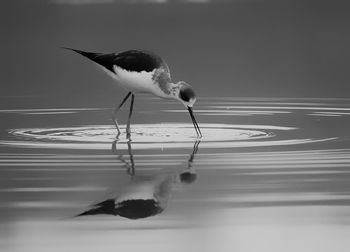 Close-up of black headed ibis perching on a lake