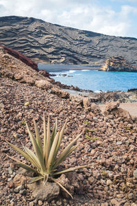 Palm tree shaken by the wind under the blue sky of a beautiful sunny day on the island of lanzarote