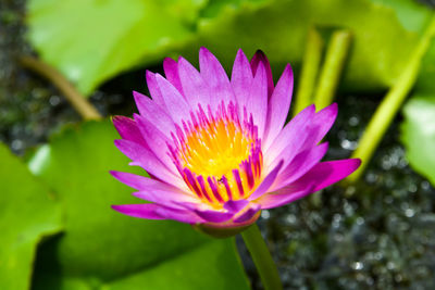 Close-up of flower blooming outdoors