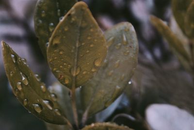 Close-up of raindrops on leaves