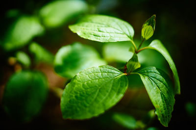 Close-up of green leaves