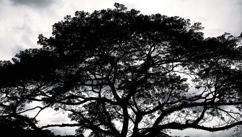 Low angle view of tree against sky