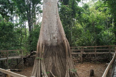 Trees growing in forest