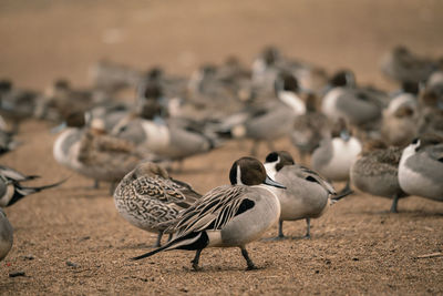 Flock of birds on beach