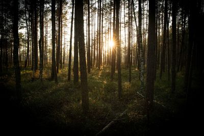 Sun shining through trees in forest