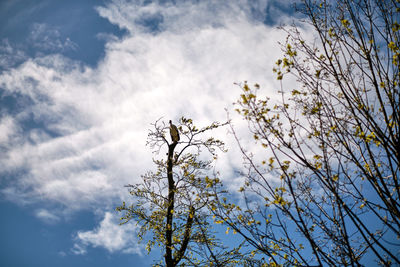 Low angle view of flowering plant against cloudy sky