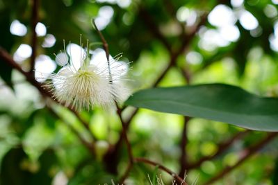 Close-up of white flowering plant