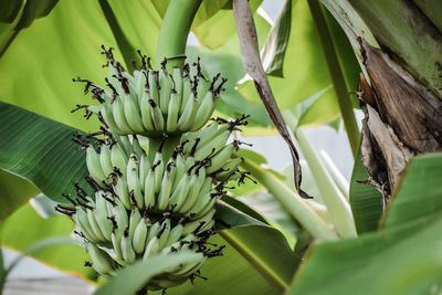 Close-up of banana tree