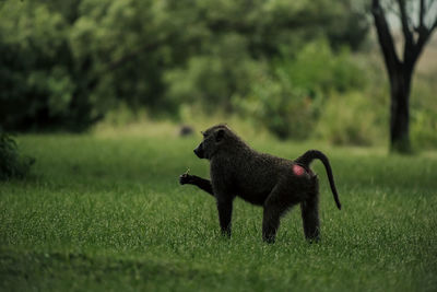 animal
