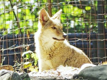 View of cat sitting on rock