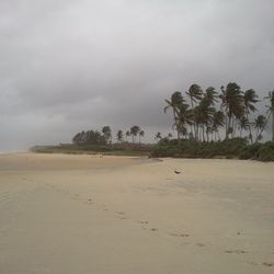 Palm trees on landscape against cloudy sky