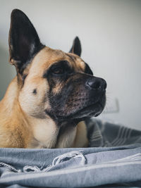 Close-up of dog resting