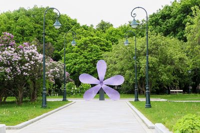 View of flowering plants in park