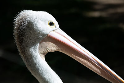 Close-up of a bird