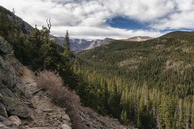 Forest view in the rocky mountains, colorado