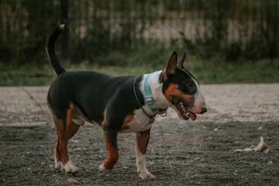 Dog standing in a field