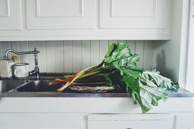 Potted plant at home